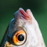 Cabeza de Pescado