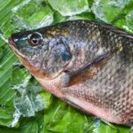 Mojarra Tilapia